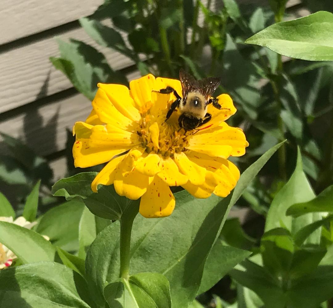 Giving back to the environment